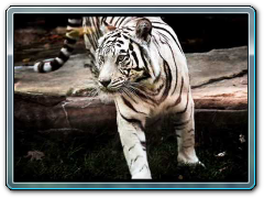 The Tiger : The Most Beautiful Animal