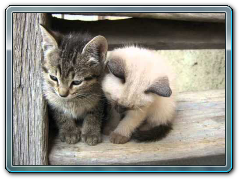 Stand Up To Animal Cruelty -  Life is beautiful